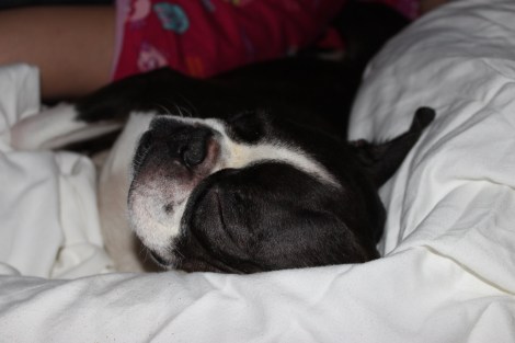 I'm trying to sleep but I can't! Ripley's snoring is so loud! :) 